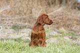SETTER IRLANDAIS 235